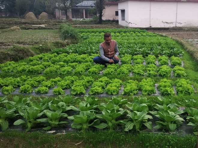 Rishi-Krishi: Chemical Free Farming